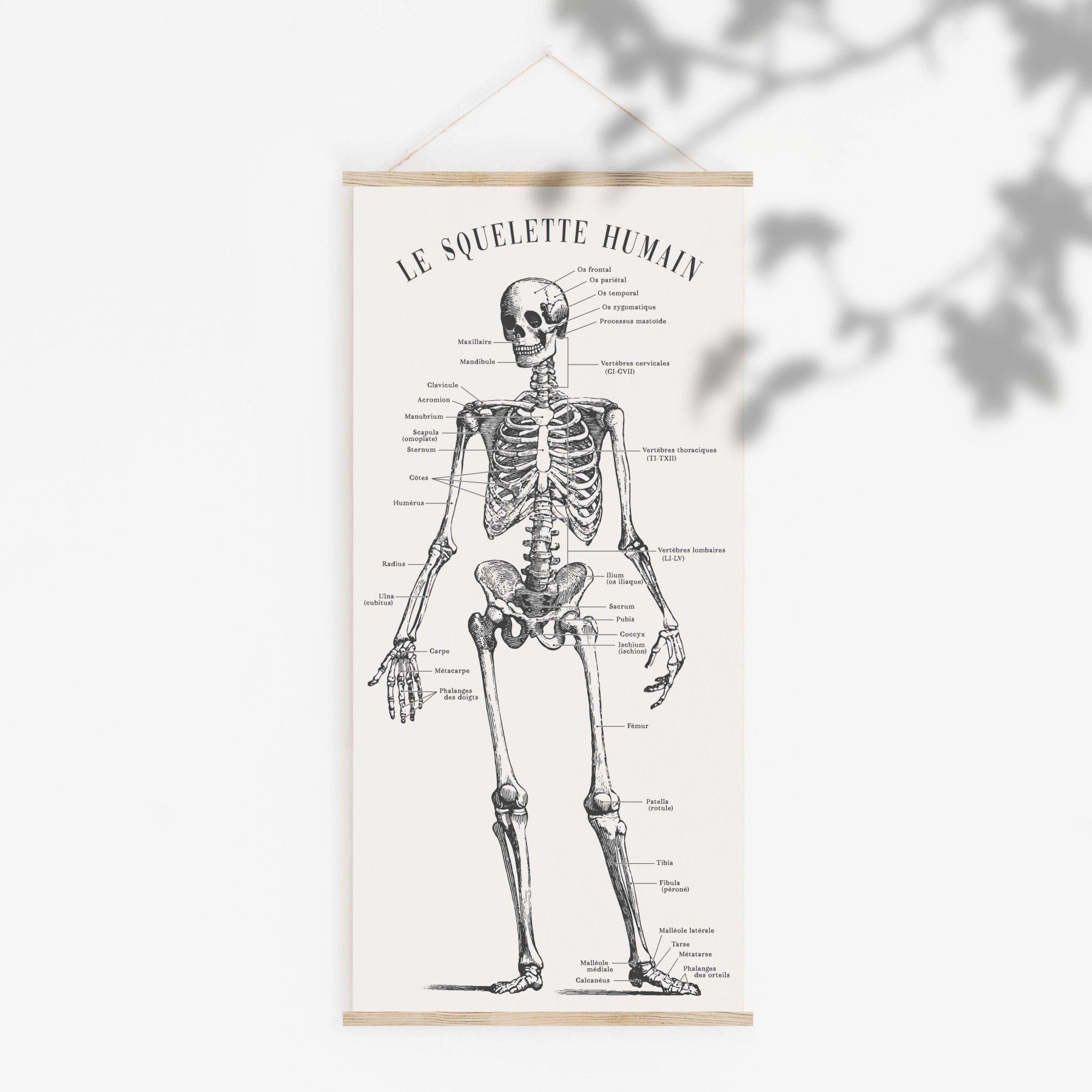 Poster pédagogique Squelette Humain BOUCHUT 52 x 76 cm : Chez  Rentreediscount Fournitures scolaires